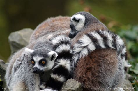 Lemur Learns the Secrets Behind a Mesmerizing Magic Trick